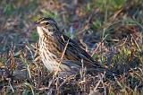 Sparrow On The Ground_39347